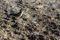 Chipping Sparrow in a muddy field in early spring Royalty Free Stock Photo