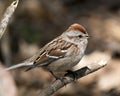 Chipping Sparrow Phot Stock. Close-up profile side view perched on a branch with a blur background and enjoying its environment