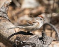 Chipping Sparrow Phot Stock. Close-up profile side view perched on a branch with a blur background and enjoying its environment