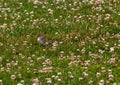 Chipping sparrow sitting in clover