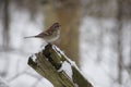 Chipping Sparrow, Snow covered log.