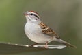 Chipping Sparrow (Spizella passerina) Royalty Free Stock Photo