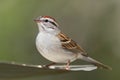 Chipping Sparrow (Spizella passerina)