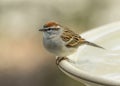 Chipping Sparrow Royalty Free Stock Photo