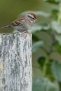 Chipping Sparrow - Spizella passerina Royalty Free Stock Photo