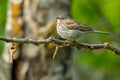 Chipping Sparrow - Spizella passerina Royalty Free Stock Photo