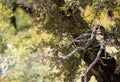 Chipping Sparrow Spizella passerina In Mountain Mahogany Shrub Royalty Free Stock Photo