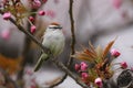 Chipping Sparrow (Spizella passerina passerina) Royalty Free Stock Photo