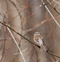 Chipping Sparrow