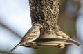 Chipping Sparrow birds at sunflower bird feeder, Athens, Georgia, USA Royalty Free Stock Photo