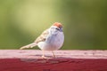 Chipping Sparrow Spizella Passerina Royalty Free Stock Photo