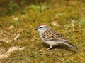 Chipping Sparrow (Spizella passerine) Royalty Free Stock Photo
