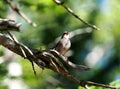 Chipping Sparrow