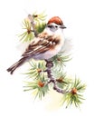 Chipping Sparrow Watercolor Bird on a branch Illustration Hand Drawn isolated on white background Royalty Free Stock Photo