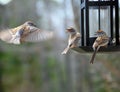 Chipping Sparrows Fight at Feeder