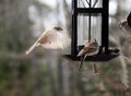 Chipping Sparrows Fight at Feeder