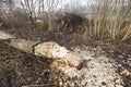 Chippings around fallen tree