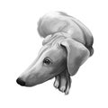 Chippiparai dog breed isolated on white pet loss digital art illustration. Cute pet hand drawn portrait. Graphic clipart design Royalty Free Stock Photo