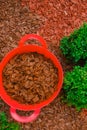 chips mulching in red silicone bucket in a garden near a boxwood bush. Mulching the soil in the garden. Royalty Free Stock Photo