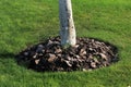 Chips of wooden bark used for mulching the ground around tree trunk Royalty Free Stock Photo
