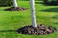 Chips of wooden bark used for mulching the tree trunk Royalty Free Stock Photo
