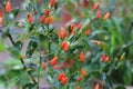 Chiquin pepper or Chile piquin growing in a garden