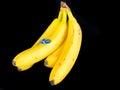 Chiquita Bananas on a Black Backdrop Royalty Free Stock Photo