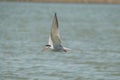 Chira de balta - Common tern - Sterna hirundo