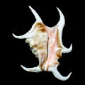 Chiragra spider conch seashell