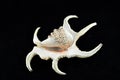 Chiragra Spider Conch shell