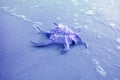Chiragra Spider Conch Shell Isolate on Sand Beach with Seafoam in Blue Color