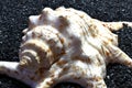 Chiragra Spider Conch Shell close up