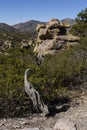 Tree grows on the rocks of Chiricahua National Monument