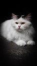 Chiro is angry cat Royalty Free Stock Photo