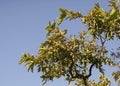 Chironji Tree, almondette, calumpong nut, Cheronjee, Cuddapah almond, Hamilton mombin  Buchanania cochinchinensis Royalty Free Stock Photo
