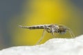 Chironomid Royalty Free Stock Photo