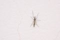 chironomid Royalty Free Stock Photo