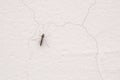 chironomid Royalty Free Stock Photo
