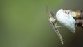 Chironomidae chironomid mosquitoes sit on a young leaf.