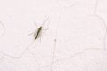 Chironomidae mosquito Royalty Free Stock Photo