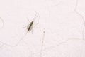 Chironomidae mosquito