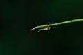 Chironomus plumosus, aka the buzzer midge. Nonbiting midge Chironomidae in natural habitat against dark background. Royalty Free Stock Photo