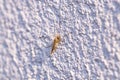 Chironomus plumosus, also known as buzzer midge. Catch on wall of white cream concrete cement wall.