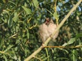 Chirp House Sparrow on a branch of a willow