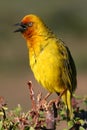 Chirping Cape Weaver Royalty Free Stock Photo