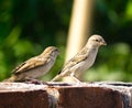 Chirping Marvels: Discovering the World of Sparrow Birds Royalty Free Stock Photo