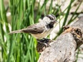 Chirping Mountain Chickadee