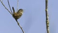 Chirping In Springtime Royalty Free Stock Photo