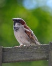 Chirpy little sparrow