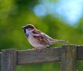 Chirpy little sparrow